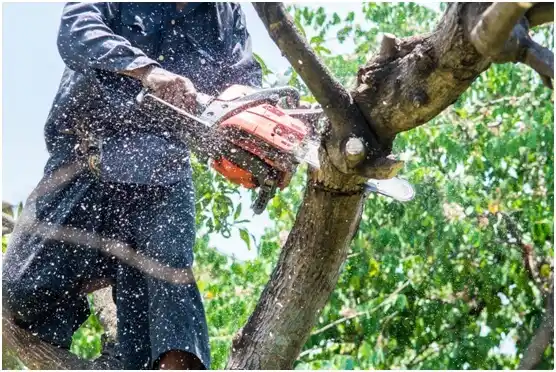 tree services Guayanilla